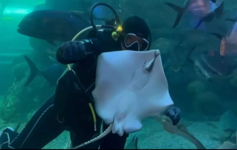 澎湖水族館最近誕生2隻可愛的「豹紋土魟」寶寶,已可在池中與各類魚群一起游泳,14日首度對外亮相。(澎湖水族館提供)中央社 113年8月14日