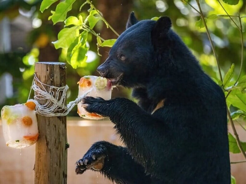 炎炎夏日，高雄壽山動物園每年都會準備各種消暑冰品，讓動物大快朵頤。（高雄市觀光局提供）中央社記者蔡孟妤傳真  113年8月15日