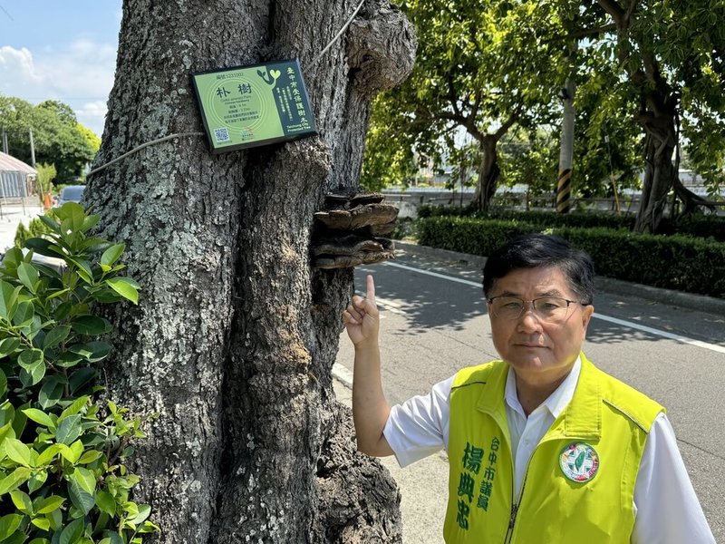 民進黨台中市議員楊典忠17日指出，清水區3棵百年朴樹中，有1棵2023年已感染真菌，另外1棵今年長出了蕈菇，恐也遭感染。（楊典忠提供）中央社記者趙麗妍傳真 113年8月17日