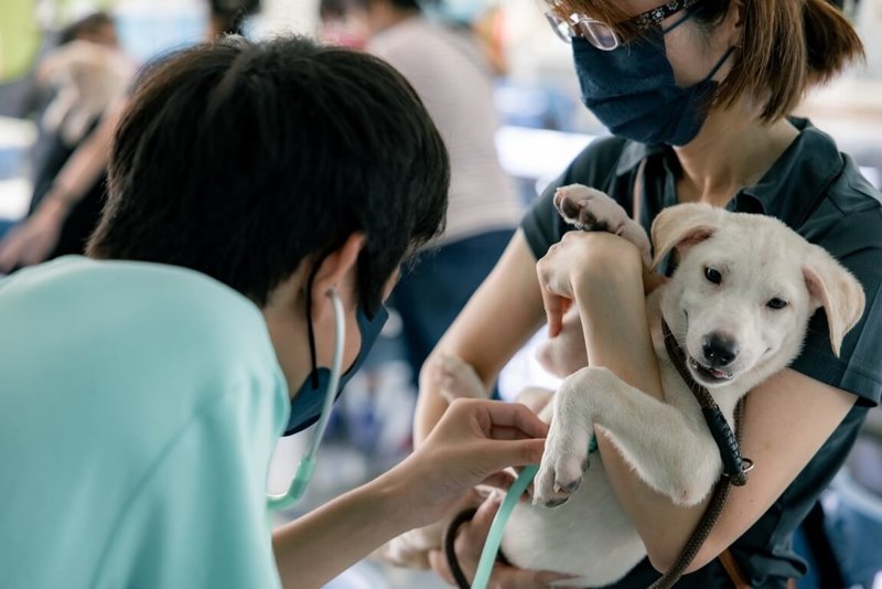 高雄市動物保護處將燕巢動物關愛園區打造成「吹狗螺度假村」,在17日的國際流浪動物日推出系列職人體驗課程,吸引約200人參與,盼透過創新體驗課程讓民眾願意探索動物收容所,翻轉刻板印象。(高市動保處提供)中央社記者林巧璉傳真 113年8月17日