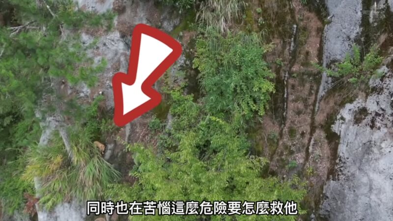 武陵國家公園內一隻流浪狗受困懸崖上，救援小組架梯攀爬成功救出狗狗。（圖取自facebook.com/ACTforTaiwanAnimals）