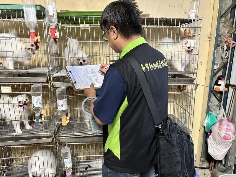 台南市動物防疫保護處21日宣布，破獲六甲區某民宅非法犬隻繁殖及販賣，查獲17隻小型名犬。（台南市動保處提供）中央社記者張榮祥台南傳真  113年8月21日