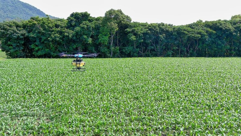 農業部花蓮區農業改良場與文化大學、動植物防疫檢疫署及台糖公司合作，開發新式蜂球防害蟲，適用玉米、甘蔗和高粱，再以無人機GPS定位投放，精準省工，未來可運用到更多作物。（農業部花蓮區農業改良場提供）中央社記者李先鳳傳真  113年8月21日