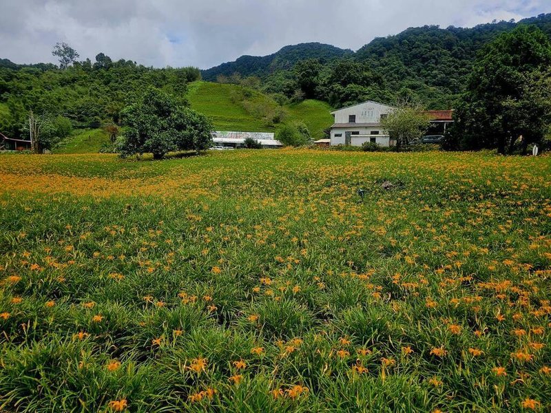 花蓮金針花季起跑，玉里鎮赤科山開花約7、8成，當地民宿業者推薦，8月底至9月初是上山賞花最好時機。（民眾提供）中央社記者張祈傳真  113年8月22日