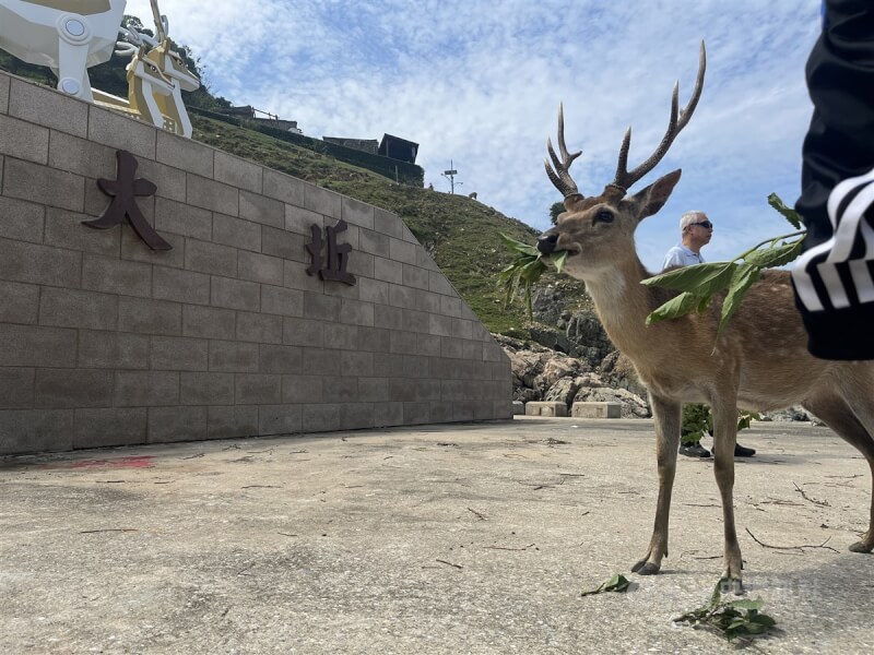 位於馬祖北竿北方的大坵島，原是一座沒沒無聞的小島，卻因成群的梅花鹿，成了近年來馬祖最熱門的觀光景點之一。中央社記者徐肇昌攝 113年2月11日