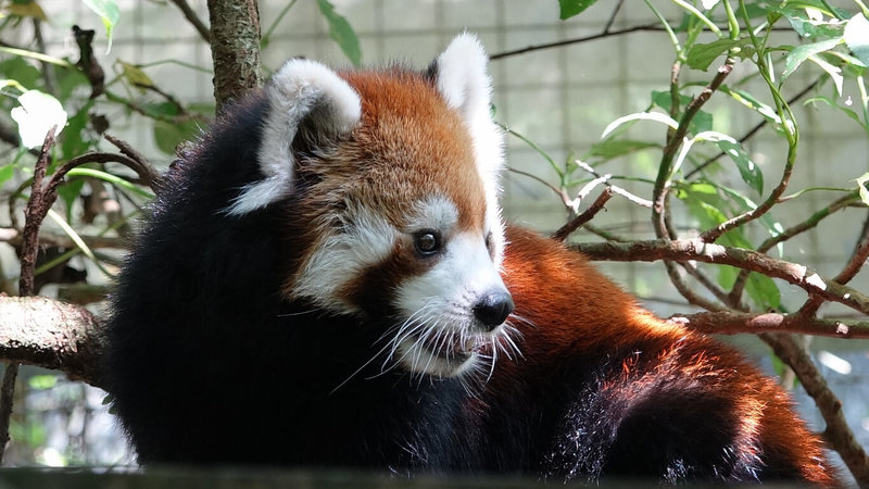 台北市立動物園22日攜手木柵忠順廟舉辦動物慰靈祭及中元普渡，園方表示，慰靈祭除了感念、緬懷逝世動物，也希望再次向陪伴大家許久的小貓熊「美可」等動物們表達感謝。（台北市立動物園提供）中央社記者陳昱婷傳真  113年8月22日