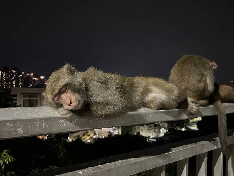 高雄壽山動物園表示，獼猴是台灣特有種，遊客往往因搶食行為對獼猴產生負面印象，其實互相尊重，也能感受到獼猴「反差萌」，動物園近期也在社群平台上分享獼猴影片，已突破180萬點閱數。（高雄市觀光局提供）中央社記者林巧璉傳真 113年8月24日