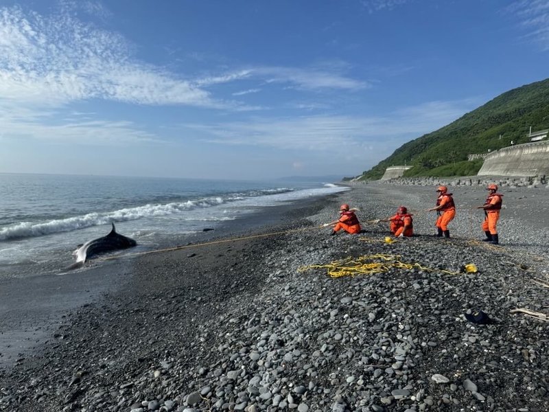 海巡署第13岸巡隊表示，24日清晨第10巡防區獲報指大武鄉大竹岸際有鯨豚擱淺，海巡及相關單位人員到場協處，經確認物種為鯨鯊，初步測量有5.3公尺長但已死亡。（海巡署提供）中央社記者盧太城台東傳真 113年8月24日