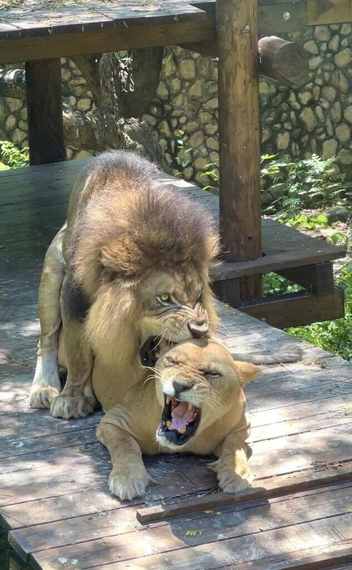 高雄市壽山動物園24日表示，目前正值16歲母獅「小乖」發情期，14歲公獅「小辛」整天在旁緊盯，2獅恩愛畫面也引發熱議。園方說明，因交配對母獅來說相當痛苦，母獅必須感覺到疼痛才能排卵；當母獅疼痛時也會反擊雄獅，雄獅為讓母獅安靜則會咬住對方脖子。（壽山動物園提供）中央社記者林巧璉傳真  113年8月24日