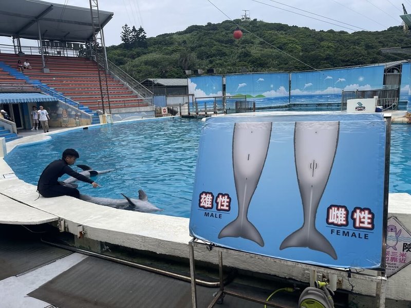 在限制保育類野生動物不當展演的動保趨勢下，野柳海洋世界海豚秀轉型教育性質的動態展示。（野柳海洋世界提供）中央社記者王鴻國傳真 113年8月25日