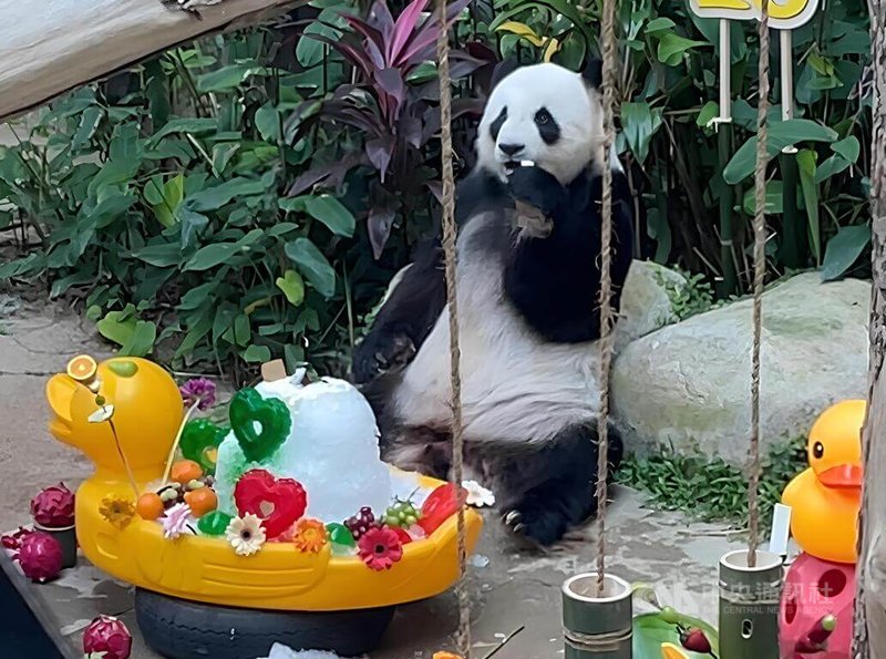 馬來西亞高人氣大貓熊「興興」、「靚靚」23日歡慶18歲生日，國家動物園特地用水果、竹筍為其製作生日大餐。中央社實習記者蔡欣妤吉隆坡攝  113年8月25日