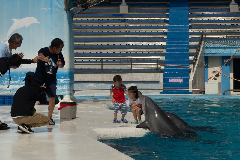 農業部7月底公告新版「動物展演管理辦法」，海陸域保育類動物表演將落幕。動保團體認為全球13國已無鯨豚秀，國內2家有鯨豚秀的業者應跟進。（台灣動物平權促進會提供）中央社記者楊淑閔傳真 113年8月25日