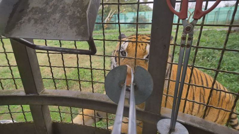 動保團體調查，六福村動物園曾有籠車餵食保育類動物體驗活動，民眾可搭乘籠車進入猛獸區餵食獅子老虎，結果有遊客故意吊高肉餌逗弄動物取樂，違反野生動物保育法教育、研究宗旨。（台灣動物平權促進會提供）中央社記者楊淑閔傳真 113年8月25日