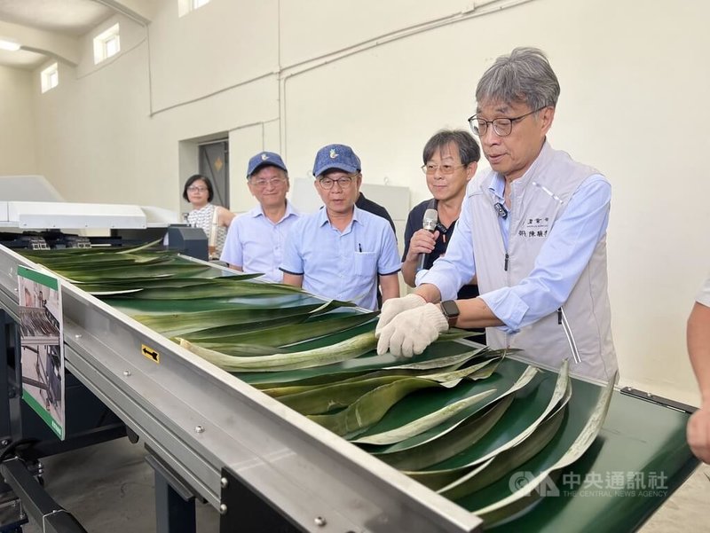 農業部長陳駿季（右）26日參訪屏東九如鄉農會鳳梨葉自動纖維抽取機，體驗將鳳梨葉放入取纖機內。陳駿季表示，農業部近年推動農業剩餘資材再利用，將鳳梨近全株運用是典範。中央社記者李卉婷攝  113年8月26日