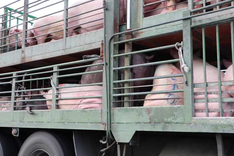 台灣動物社會研究會28日指出，「動物運送管理辦法」上路已近20年，但至今運豬車事故依然頻傳，呼籲相關單位應檢視執法是否不力、人員培訓不足、車輛設備不安全或法規規範不周。（台灣動物社會研究會提供）中央社記者楊淑閔傳真  113年8月28日