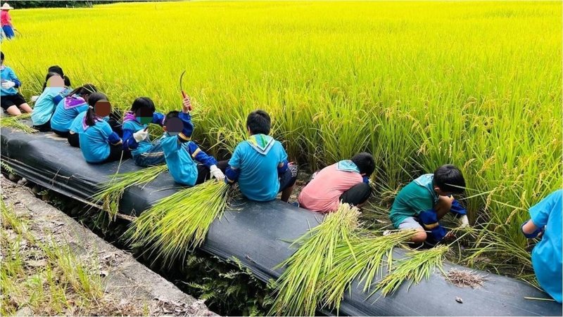 高雄市美濃區龍肚國小推行食農教育，民國114年將邁入第20年，在農業部農糧署輔導與成大智研國際驗證公司驗證下，實習稻田7月通過產銷履歷驗證，成為全國第1所通過水稻產銷履歷驗證小學。（高雄市美濃區龍肚國小提供）中央社記者張已亷傳真  113年8月28日