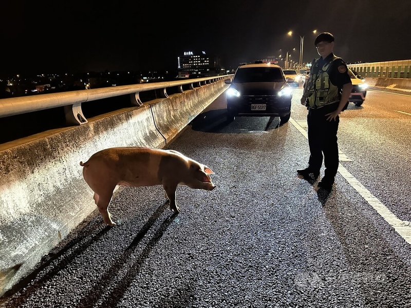 台74線台中霧峰北上路段29日晚間有2隻豬從運豬車上掉落、四處逃竄，一度造成交通阻塞。警方獲報前往協處並通報公路局人員到場，合力圍捕豬隻。（翻攝照片）中央社記者蘇木春傳真 113年8月30日