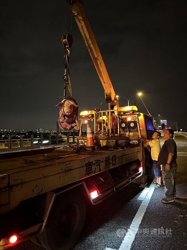 台74線台中霧峰北上路段29日晚間有運豬車掉落2隻豬，影響交通，警方與公路局人員獲報後合力圍捕逃竄豬隻，並委由拖吊業者協助排除狀況。（翻攝照片）中央社記者蘇木春傳真  113年8月30日