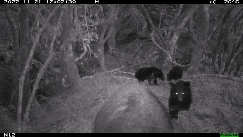 玉山國家公園研究台灣黑熊生態及族群，園區監視器拍到母熊帶小熊山區覓食珍貴畫面。圖為玉管處委託專家學者在玉山山區拍到黑熊出沒畫面。（玉管處提供）中央社記者吳哲豪傳真 113年9月3日