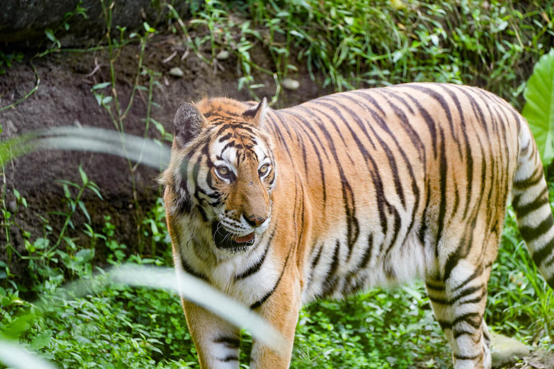 台北市立動物園表示，保育員日前觀察到23歲又8個月、園內最後一隻孟加拉虎「新春」的右側髖骨出現褥瘡、食慾下降，加上牠體態長期偏瘦並患有慢性腎臟疾病，2日在保育員的陪伴下離世。（台北市立動物園提供）中央社記者陳昱婷傳真  113年9月4日