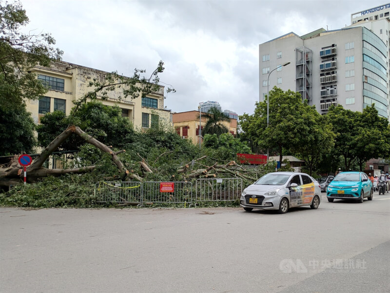 颱風摩羯已造成越南25人死亡,他們大多是被土石流掩埋或遭倒下的樹木壓死。首都河內市有近2.5萬棵樹被風吹倒,至今未能處理完畢,導致市區交通混亂。中央社記者陳家倫河內攝 113年9月9日