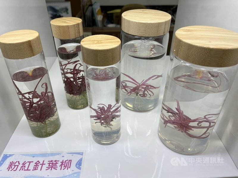 農業部台東區農業改良場12日下午舉行記者會,發布「無菌水草瓶」研究成果,計有6款產品,其中粉紅針葉柳不同於一般水草色系,十分吸睛。中央社記者楊淑閔攝 113年9月12日