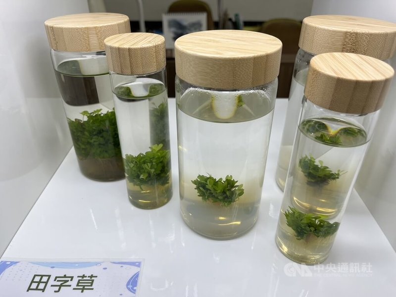 農業部台東區農業改良場12日發布「無菌水草瓶」研究成果，其中鮮綠色田字草已取得智慧財產權，將技轉給業者量產上市。中央社記者楊淑閔攝 113年9月12日