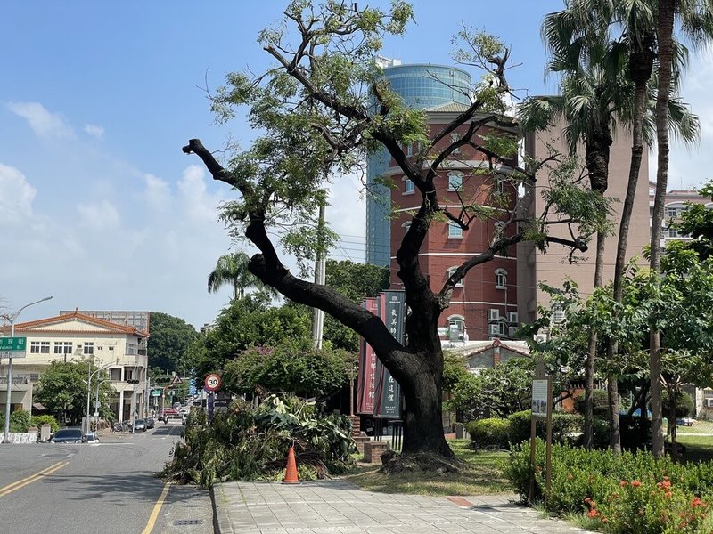 台南市定古蹟－日治台南縣知事官邸前苦楝樹遭控粗暴修剪引發議論，台南市政府13日表示，這棵苦楝樹強風下有風險，且影響樹木生長，文化局才安排修剪，目前樹木健康狀況良好。（李宗霖服務處提供）中央社記者張榮祥台南傳真  113年9月13日