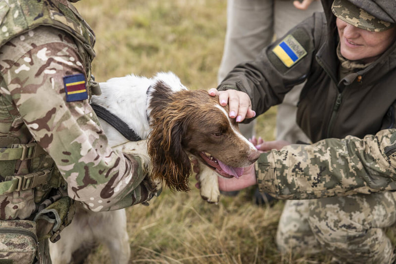 英國國防部12日表示，今年開始為烏克蘭協訓軍犬領犬員執行除雷等任務，本週已有第2批學員抵達英國。（英國國防部提供）中央社記者陳韻聿倫敦傳真 113年9月13日