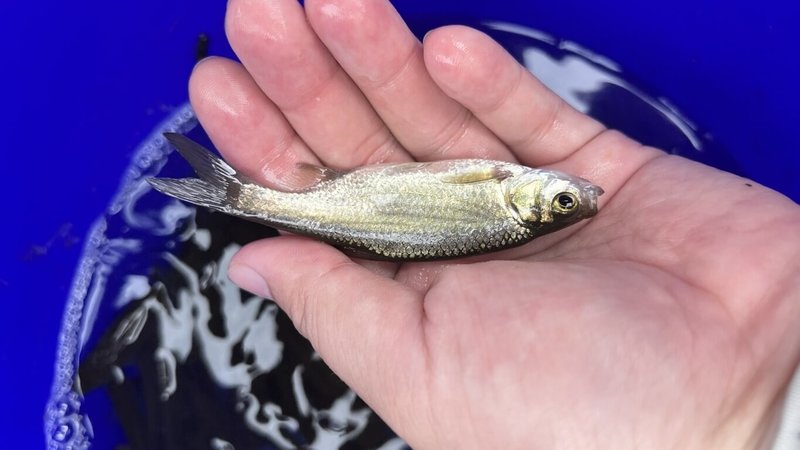 國家三級保育類淡水魚類「大鱗梅氏鯿」目前在台灣本島已絕跡，僅在金門有少數族群。金門縣政府持續投入保育，縣府2024年進行太武池大鱗梅氏鯿族群監測調查，累計至8月底數據顯示，該區域大鱗梅氏鯿移地復育成果良好，平均推估族群量達1萬8416尾。（金門縣政府建設處提供）中央社  113年9月13日