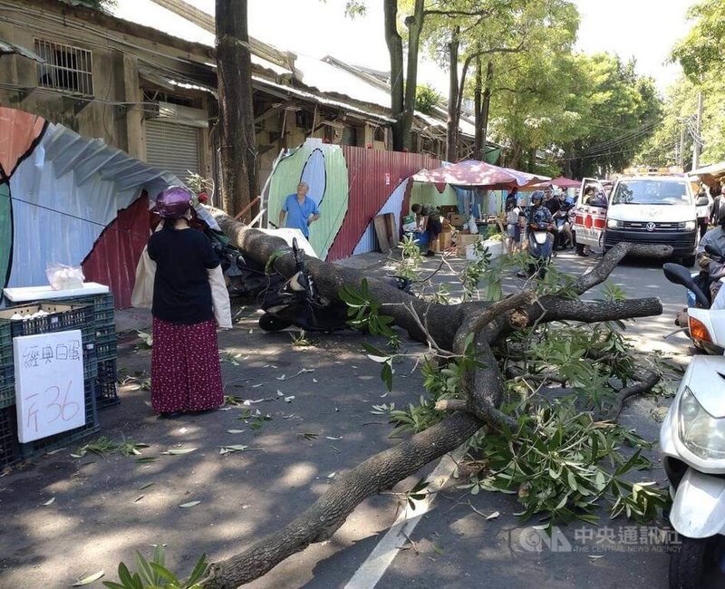 台中市東區新民街市場旁路樹17日上午因不明原因根部斷裂倒塌，61歲王姓男子路過當場遭壓傷送醫，另壓毀2輛機車。（翻攝照片）中央社記者蘇木春傳真  113年9月17日