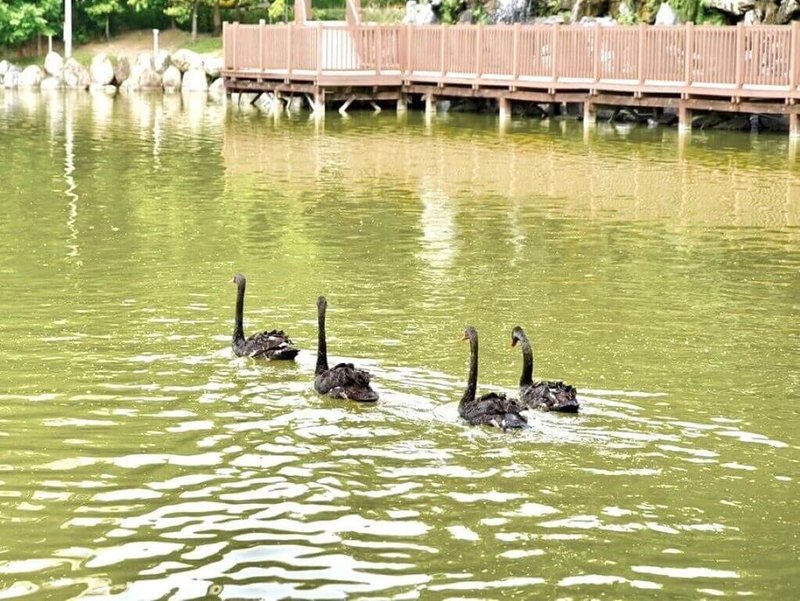 台中市西屯區秋紅谷景觀生態公園內「黑天鵝家族」數量增多，目前已達15隻，為推廣生態教育，建設局18日將4隻第2代、第3代的黑天鵝遷居放養到南屯區豐樂雕塑公園。（台中市政府提供）中央社記者郝雪卿傳真  113年9月18日