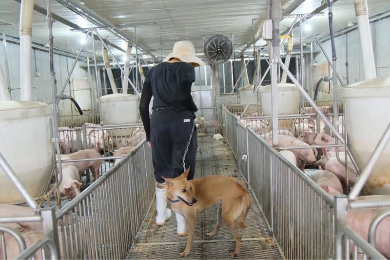 台南市動保處持續推廣流浪動物認養，並訓練所屬收容所犬隻成為適合畜牧場等各行各業的工作犬，2024年再推動新方案「府城傳家警衛犬」，只要認養經動保處指定且完成訓練的犬隻，可獲贈不鏽鋼犬籠一座。（台南市動保處提供）中央社記者楊思瑞台南傳真  113年9月18日