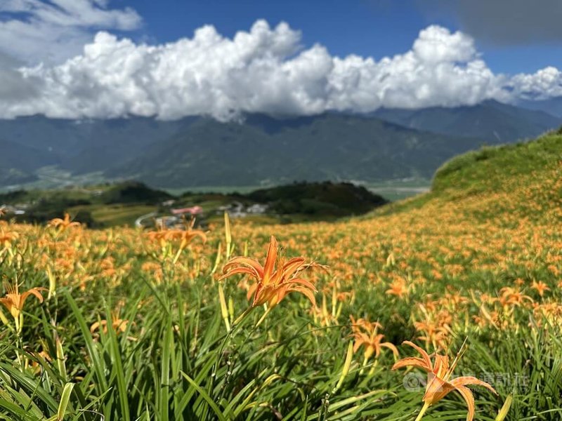 花蓮縣富里鄉公所舉辦攝影大賽，希望鄉內美景藉由照片廣傳，吸引更多觀光人潮，目前正值六十石山金針花盛開布滿山頭，鄉長江東成號召民眾踴躍參賽。中央社記者李先鳳攝  113年9月19日