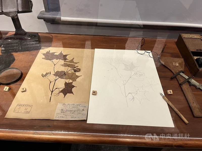 農業部林業試驗所台北植物園內紅磚小樓腊葉館慶百歲,林試所研究員董景生說,台灣的植物標本包含館藏標本(圖)、模式標本及數量有限的初期玻璃底片標本。中央社記者楊淑閔攝 113年9月19日