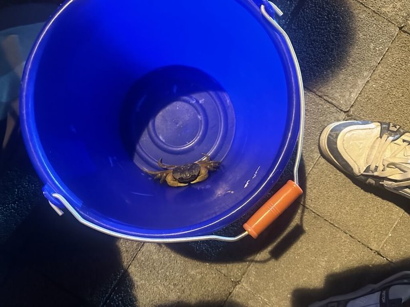 墾丁國家公園管理處日前實施護蟹交管,趙姓鎮代主席質疑,人為捕撈陸蟹的干擾行為有違保育精神。陸蟹專家李政璋則表示,約一半以上個體會使用地下涵道,但未達百分之百,仍有人力輔助需要;捕捉雖是干擾,以網子將陸蟹撈進桶子傷害有限,總比遭路殺好。(趙姓鎮代主席提供)中央社記者黃郁菁傳真 113年9月20日