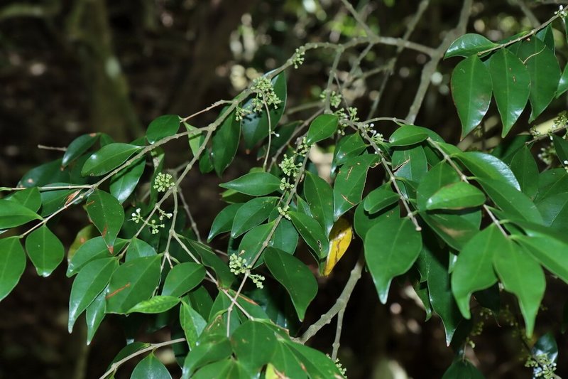 九九峰自然保留區野生動植物生態豐富，其中稀有瀕危植物「垂枝羊角扭」是在保留區發現命名的新物種，林業及自然保育署南投分署20日提醒，民眾申請進入保留區後禁止改變或破壞原有自然狀態，並注意自身安全。（嘉義大學提供）中央社記者蕭博陽南投縣傳真  113年9月20日