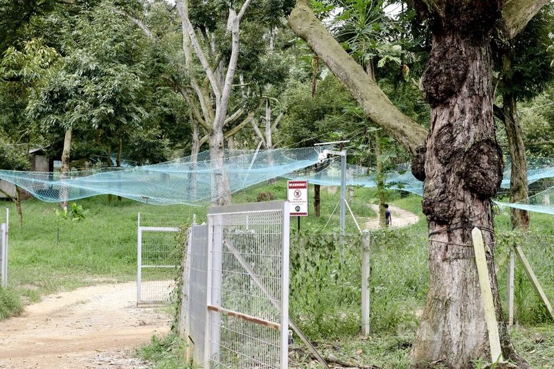 位於馬來西亞彭亨州勞勿縣的榴槤園多處可見巨大網子。架設網子是為避免榴槤自然熟成掉落時造成損傷。中央社實習記者簡誌諒勞勿攝 113年9月21日