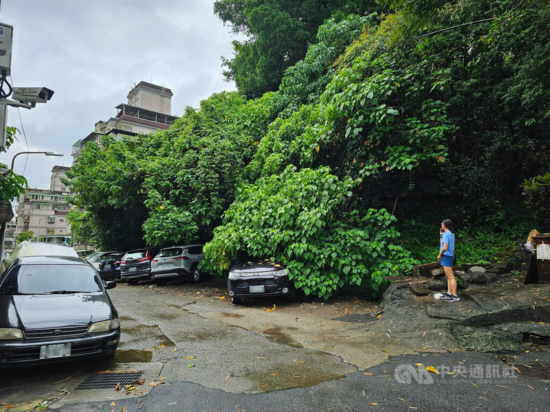 台北市22日大雨不斷，北投區大屯路巷弄發生路樹傾倒意外，壓損停放在樹下的1輛汽車，所幸無人傷亡。（翻攝照片）中央社記者黃麗芸傳真  113年9月22日