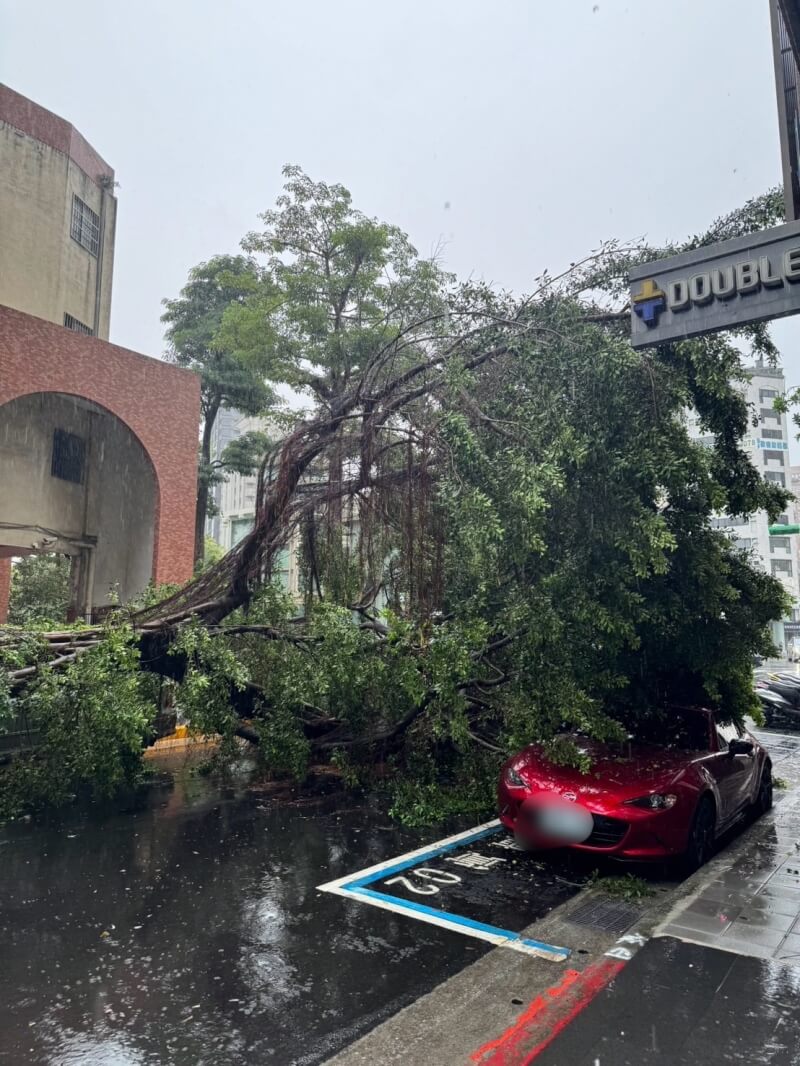 受熱帶低氣壓影響，台北市22日下起大雨，福星國小附近發生路樹傾倒事件，轄區警方獲報到場處理，發現停放路旁的1輛紅色汽車遭壓損，幸無人傷亡。（翻攝照片）中央社記者黃麗芸傳真 113年9月22日