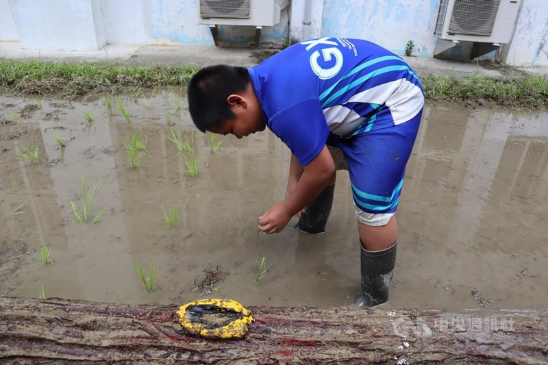 農糧署東區分署推動「食米學園計畫」,從田間到餐桌都由小朋友自己動手做,為食米教育扎根,花蓮銅門國小23日課程歡樂有趣,學童體驗插秧。中央社記者李先鳳攝 113年9月23日