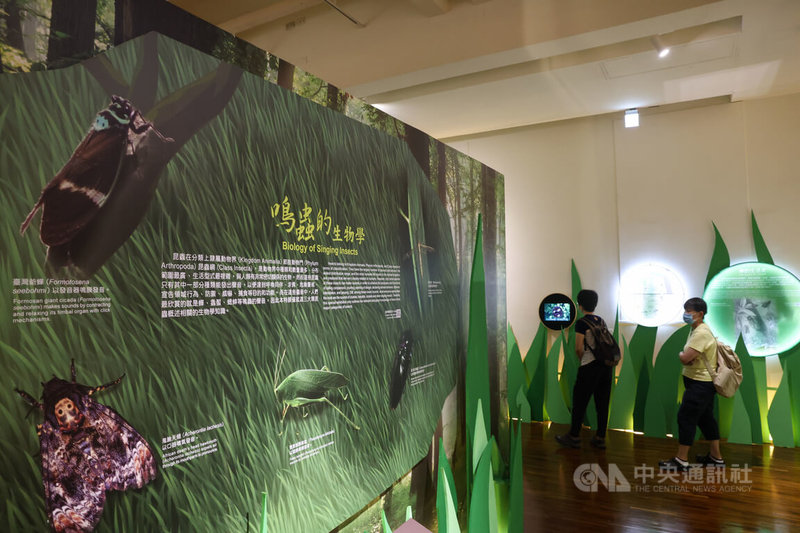 國立台灣博物館與台灣大學昆蟲學系合作推出「鳴蟲文化與科學特展」,透過標本與文物,結合深入淺出的科學知識,介紹鳴蟲文化及生態現況;即日起至114年5月11日在台博館展出。中央社記者吳家昇攝 113年9月24日