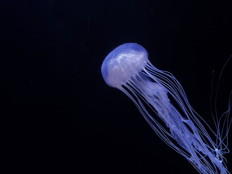 海景公司日前與日本加茂水族館簽署互惠友好協議，期望透過技術交流，讓彼此互相學習並進一步提升水母繁養技術。屏東海生館目前展示4種水母，大西洋海刺水母為其中之一。（海景公司提供）中央社記者黃郁菁傳真  113年9月25日