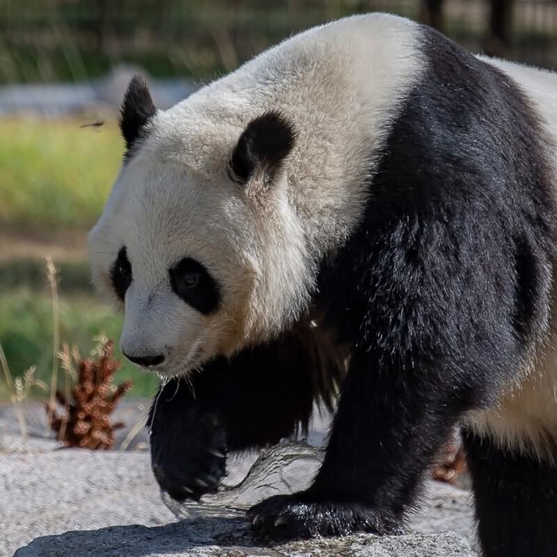 芬蘭的艾赫泰里動物園11月將把兩隻大貓熊魯米和派瑞（圖）歸還給中國。（圖取自facebook.com/AhtariZoo）