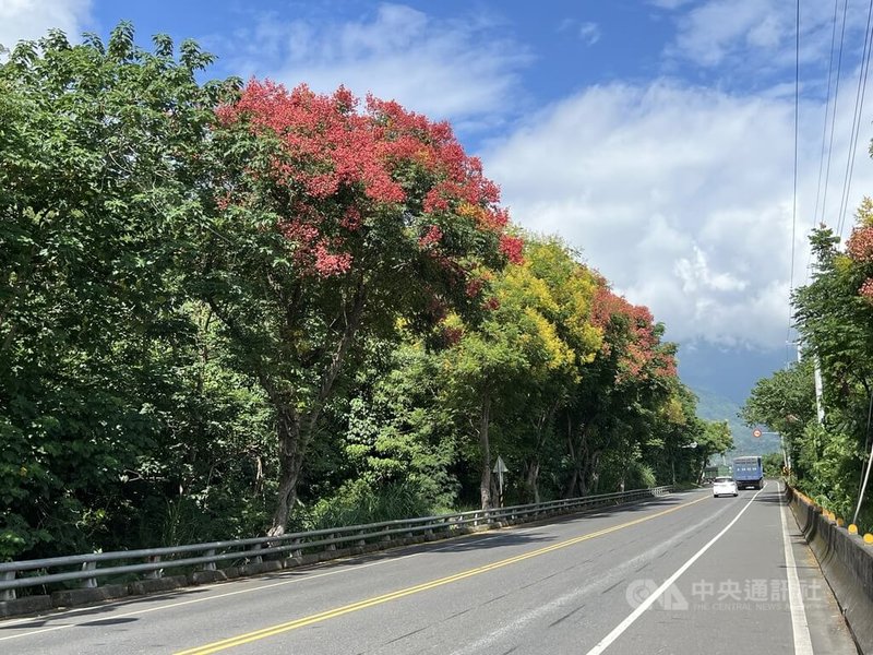 秋花盛開，台東山區、公路旁的台灣欒樹爭相綻放，這波美景將持續至10月中旬過後。中央社記者盧太城台東攝  113年9月26日