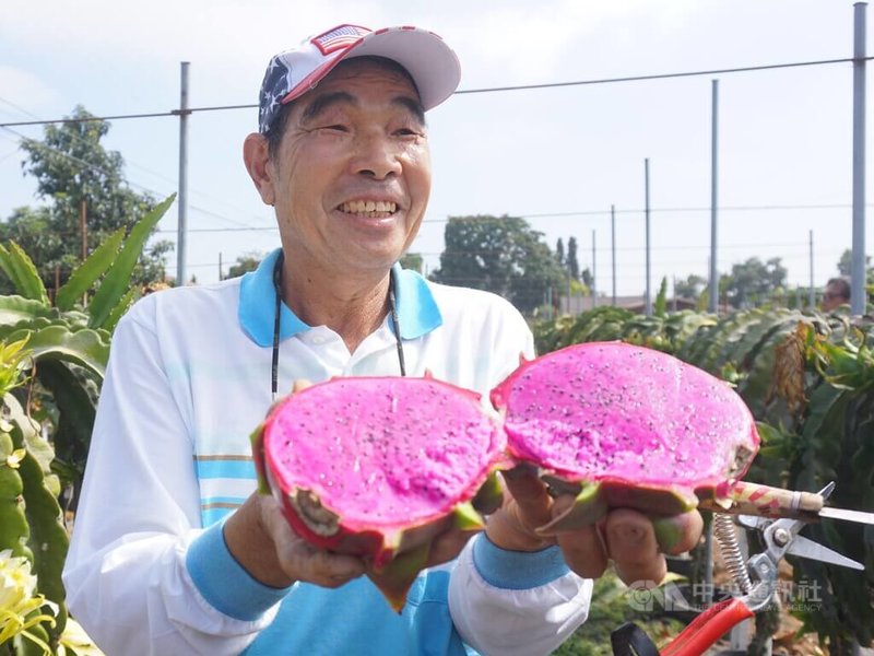 來自台灣的廖大盛外號「田庄伯」，在加州自家後院種出各種台灣蔬果，在鄉親之間有好口碑。中央社記者林宏翰洛杉磯攝 113年9月28日