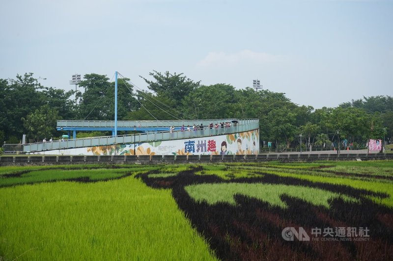 屏東南州鄉配合今年迎王平安祭典,在南州運動公園旁打造王船主題彩繪稻田,遊客可至高處欣賞。中央社記者黃郁菁攝 113年9月28日