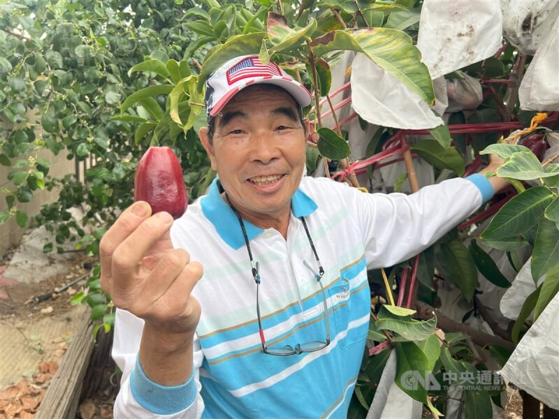 台灣移民廖大盛在美國加州的自家後院經營小型農場，種出美國市場少見的蓮霧。中央社記者林宏翰洛杉磯攝 113年9月28日