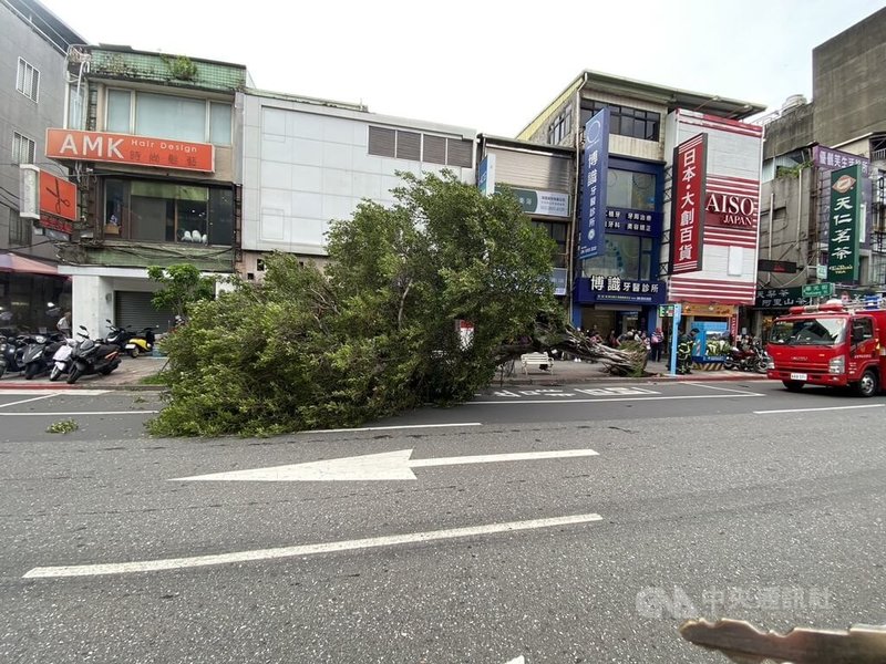 颱風山陀兒逼近，台北市士林區30日下午發生路樹傾倒意外，壓傷1名行人，警消獲報後立即協助送醫治療，並通報公園處到場處理。（翻攝照片）中央社記者黃麗芸傳真  113年9月30日