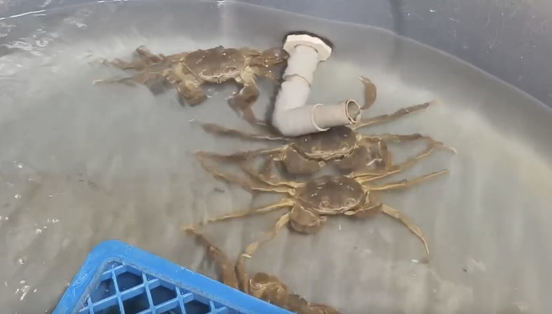 苗栗縣政府輔導養殖的優質大閘蟹即將上市,蟹農30日表示,目前養殖的大閘蟹已超過3兩,甚至有5兩蟹,不料遇颱風山陀兒攪局,蟹農們趕緊進行防颱準備工作。(民眾提供)中央社記者管瑞平傳真 113年9月30日